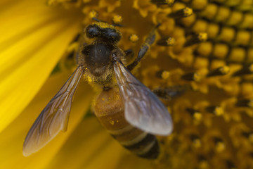Naklejka premium Macro nature of insect bee on yellow sunflower pollination.