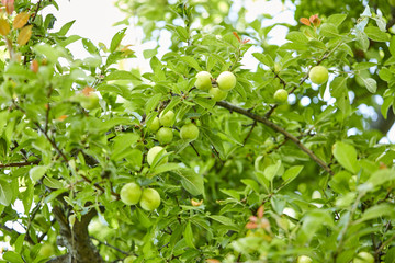 young plums on the tree