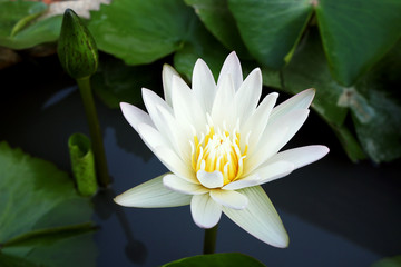 white lotus flower blooming in pond