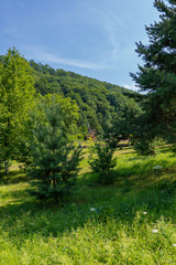 Fototapeta na wymiar A green glade with grass in the shade of a big fir tree with a beautiful view of the green slopes overgrown with thick trees in the distance.