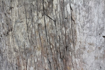 100 year old wood background