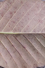 leaf texture background