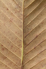 leaf texture background
