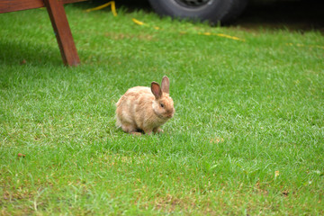 Roter Neuseeländer Hase