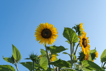 Sonnenblumen vor blauem Himmel im Sommer 