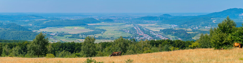 Naklejka premium Cows graze on the field with a view of a small village village in the mountains