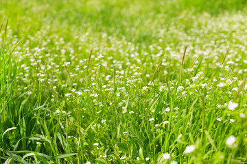 Fresh green spring grass in the morning background