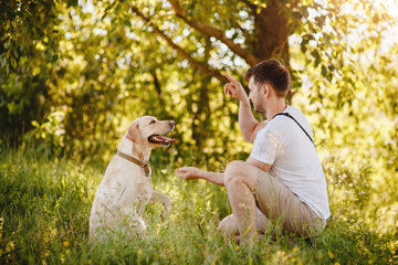 Owner teaches labrador retriever dog in park team give paw. Concept cynologist, lifestyle...