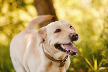 Dog labrador retriever playing outside smile in green park