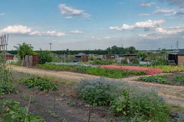 Fresh produce growing in allotments 