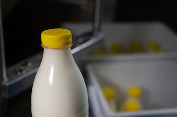 Pouring cow milk into bottle in farm