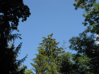 young shoots on a fir in the forest against a background of clear sky