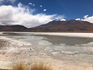 Flamingos at High Altitude salt lake in Desert, Bolivia