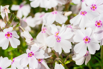 秩父 芝桜 アメージンググレース
