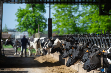 Cows feeding in large cowshed