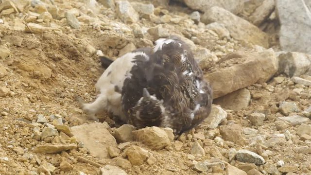 ニホンライチョウ（雄）