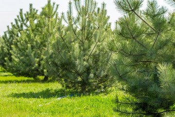 Forrest of green pine trees as a background