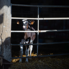 Cows feeding in large cowshed