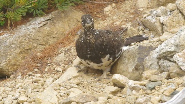 ニホンライチョウ（雄）