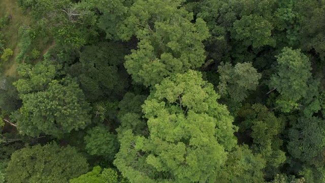 flying top view over tropical forest. camacan, bahia, brazil