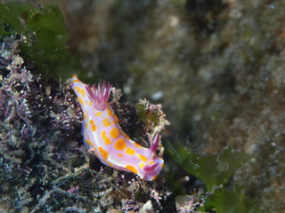 Clown nudibranch Ceratosoma amoenum at Parsley Bay, Sydney, Australia