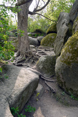 An old tree with roots outward grows between stones covered with moss