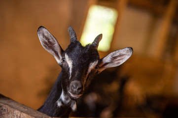 Goats in the stable on the farm, Gironde