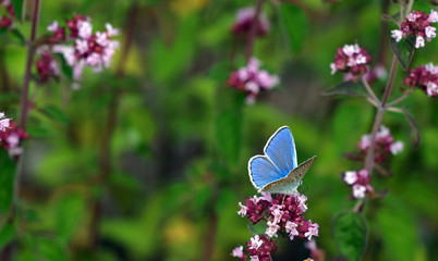 Blauer Kleinschmetterling