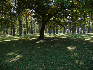 oak with large sprawling branches in the forest
