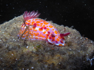 Clown nudibranch Ceratosoma amoenum at Parsley Bay, Sydney, Australia