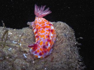 Clown nudibranch Ceratosoma amoenum at Parsley Bay, Sydney, Australia