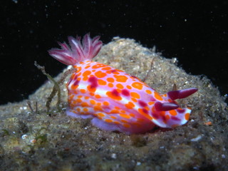 Clown nudibranch Ceratosoma amoenum at Parsley Bay, Sydney, Australia