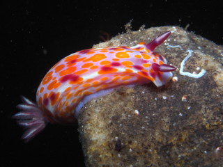 Clown nudibranch Ceratosoma amoenum at Parsley Bay, Sydney, Australia