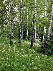 Lawn with green grass and slender white-black birches