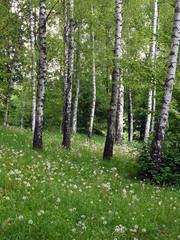 Obraz premium Lawn with green grass and slender white-black birches