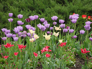 A chic flowerbed with tulips of different colors that look very beautiful with green bushes behind them.