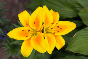 Two bright yellow lilies on the dark green background