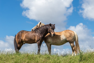 Zwei Pferde an der Nordseeküste