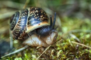 The snail crawls along the old stump. The concept of slowness.