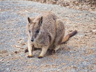Wild Mareeba Rock Wallaby, Queensland, Australia 