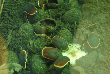 Six male beetles of black color with bright, yellow rims around