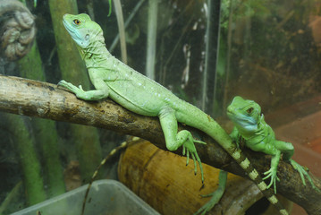 Naklejka na ściany i meble two bright green lizards with striped tails on the rocks of the u terariums