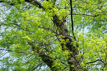 Branches and trunk of a tree fraxinus excelsior