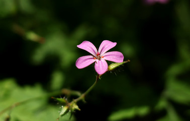A beautiful pink bloom of Geranium robertianum