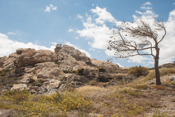 rocas y arbol