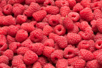 Background of ripe raspberries. Close up