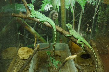 Naklejka na ściany i meble Three green lizards with striped tails were silenced. trying to merge with the environment