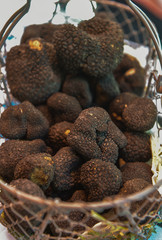 Fresh french black truffles in a basket, Perigord