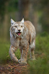 Lynx in green forest. Wildlife scene from nature. Walking Eurasian lynx, animal behaviour in...