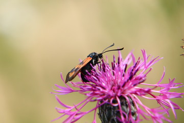 A beautiful detail on six-spot burnet pollinating red clover in nature